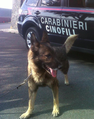 carabinieri-cinofili