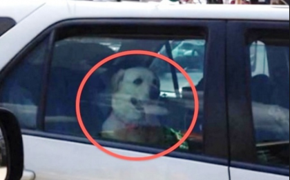Alcuni suggerimenti per proteggere i cani durante l’estate item-thumbnail