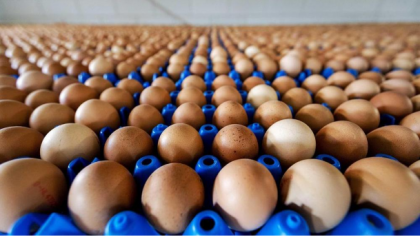 Uova contaminate da Fipronil anche in Italia. Primi esiti dei controlli dei Carabinieri dei NAS item-thumbnail