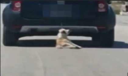 Caserta, un medico lega il suo cane alla macchina e lo trascina: denunciato ! item-thumbnail