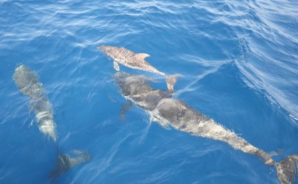 Il golfo di Taranto, paradiso degli avvistamenti: è nato un nuovo delfino ! Il golfo di Taranto, paradiso degli avvistamenti: è nato un nuovo delfino !