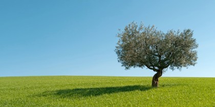 Convegno su ”Olivicoltura: innovazione e sostenibilità” organizzato a Taranto dalla Confagricoltura Puglia item-thumbnail
