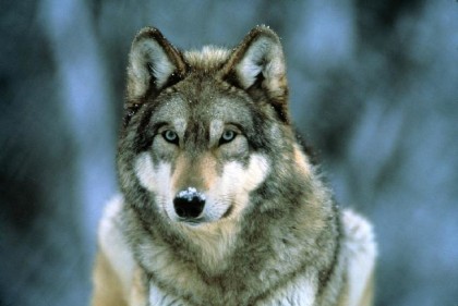 Emergenza lupi e fauna selvatica: le organizzazioni agricole scrivono alla Regione Emergenza lupi e fauna selvatica: le organizzazioni agricole scrivono alla Regione