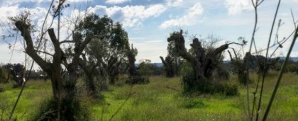 Domenica il M5S lancia la “giornata degli alberi” in Puglia Domenica il M5S lancia la “giornata degli alberi” in Puglia