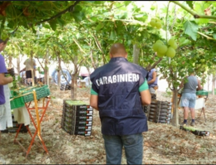 Continuano i controlli a tappeto dei Carabinieri in materia di “caporalato” nelle campagne del Tarantino Continuano i controlli a tappeto dei Carabinieri in materia di “caporalato” nelle campagne del Tarantino