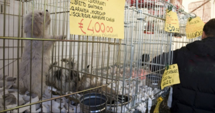 Cuccioli in vendita alla Fiera del Levante. L’ Ente Fiera viola il regolamento comunale del Comune di Bari. Cuccioli in vendita alla Fiera del Levante. L’ Ente Fiera viola il regolamento comunale del Comune di Bari.