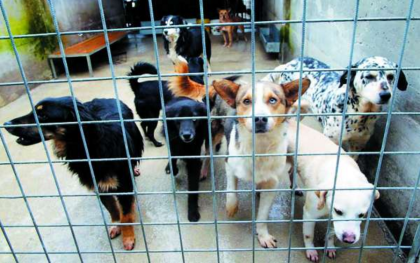 Truffa ai danni del Comune di Taranto: sequestrato il canile San Raphael Truffa ai danni del Comune di Taranto: sequestrato il canile San Raphael