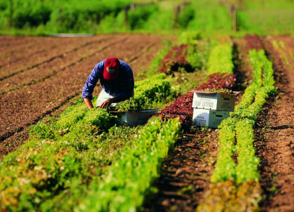 Agricoltura, tasse tagliate del 25% per le aziende agricole Agricoltura, tasse tagliate del 25% per le aziende agricole