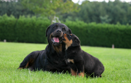 Denunciato dai Carabinieri il proprietario dei due rottweiler autori dell’aggressione a un podista il giorno di Natale. Denunciato dai Carabinieri il proprietario dei due rottweiler autori dell’aggressione a un podista il giorno di Natale.