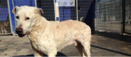 Per far morire prima un cane, il prete gli toglie cibo e acqua: “E’ vecchio e malato” Per far morire prima un cane, il prete gli toglie cibo e acqua: “E’ vecchio e malato”