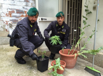 GDF Bari: scoperta piantagione “casalinga” di marijuana. item-thumbnail