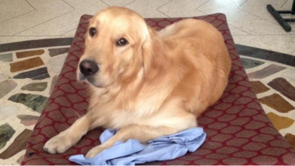 È rientrato a Roma anche il “sergente” Argo, il cane del marò Salvatore Girone È rientrato a Roma anche il “sergente” Argo, il cane del marò Salvatore Girone