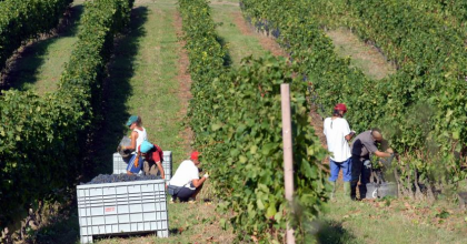 Maltempo: è salva la vendemmia nelle zone del Primitivo di Manduria item-thumbnail