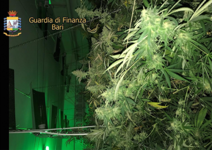 La Guardia di Finanza scova l’ “officina della marijuana” a Bari. Sequestrate due piantagioni ed arrestato il coltivatore item-thumbnail