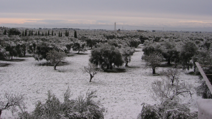 Agricoltura: in arrivo il sostegno per le imprese danneggiate dal maltempo item-thumbnail