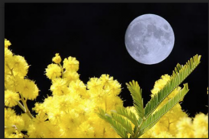 8 marzo. L’ipocrisia delle mimose 8 marzo. L’ipocrisia delle mimose