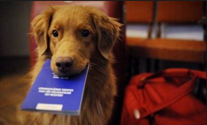 La campagna social contro l’abbandono dei cani: “Fido in vacanza con me” La campagna social contro l’abbandono dei cani: “Fido in vacanza con me”