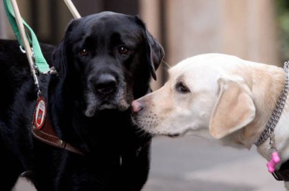 In stato minima coscienza da mesi reagisce con la pet therapy grazie ad un labrador In stato minima coscienza da mesi reagisce con la pet therapy grazie ad un labrador