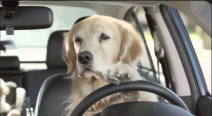 Tutto quello che si deve sapere sui viaggi in auto con cani e gatti item-thumbnail
