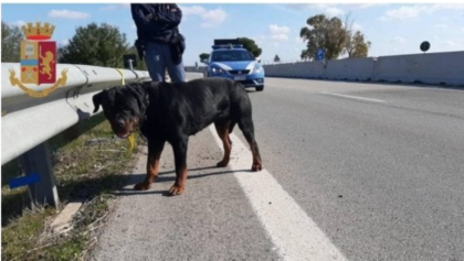 La Polizia salva un rottweiler abbandonato sulla Statale alle porte di Taranto La Polizia salva un rottweiler abbandonato sulla Statale alle porte di Taranto