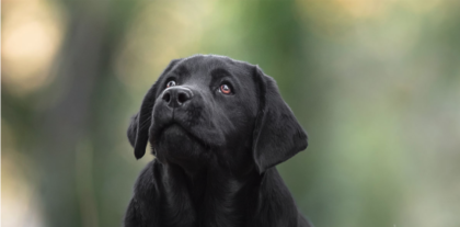 VOLETE ADDESTRARE BENE UN CANE? IL SEGRETO E’ DARGLI TANTE CAREZZE VOLETE ADDESTRARE BENE UN CANE? IL SEGRETO E’ DARGLI TANTE CAREZZE