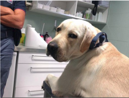 LA POLIZIA DI STATO SALVA IL LABRADOR DI UN BIMBO AUTISTICO. IL CANE PER IL CALDO ERA STATO COLPITO DA CRISI EPILETTICA item-thumbnail